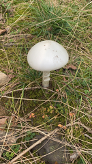 Amanita bisporigera