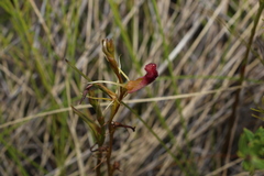 Cryptostylis hunteriana