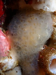 Eudistoma diaphanes