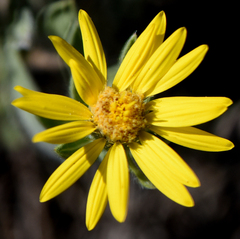 Heterotheca villosa