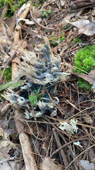 Clavulina coralloides