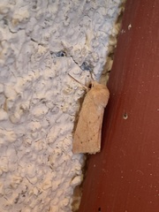 Zosteropoda