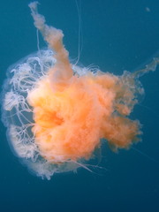 Phacellophora camtschatica