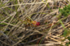 Cryptostylis hunteriana