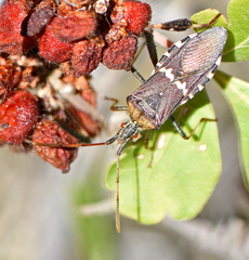 Leptoglossus clypealis