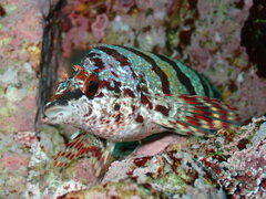 Oxylebius pictus