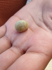 Cepaea