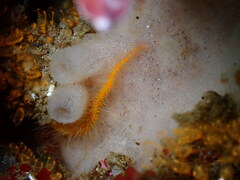 Ophiothrix spiculata