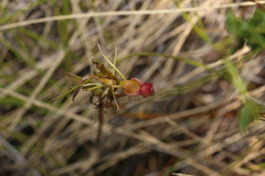 Cryptostylis hunteriana