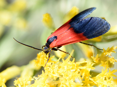 Lycomorpha pholus