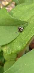 Hemiptera