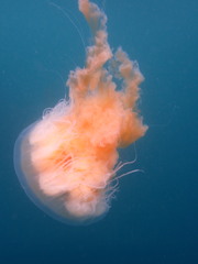 Phacellophora camtschatica