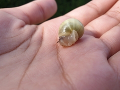 Cepaea