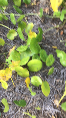 Hydrocotyle bonariensis