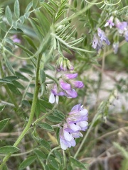 Vicia leucantha