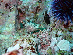 Oxylebius pictus