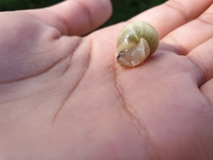 Cepaea