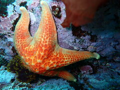 Dermasterias imbricata