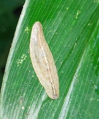 Veronicellidae