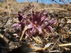 Aphyllon californicum