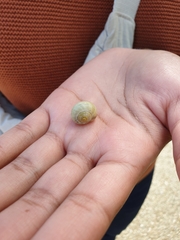 Cepaea
