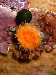 Balanophyllia elegans