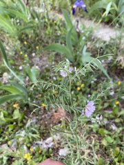 Vicia leucantha