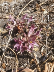 Aphyllon californicum
