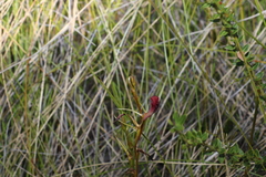 Cryptostylis hunteriana