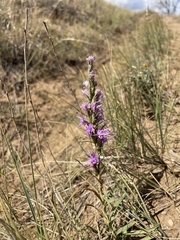 Liatris punctata