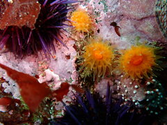 Balanophyllia elegans