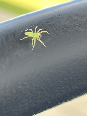 Lyssomanes viridis
