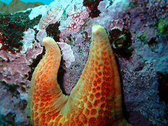 Dermasterias imbricata