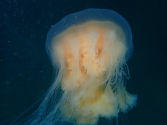 Phacellophora camtschatica