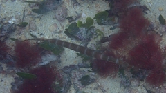 Aulostomus strigosus