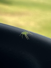 Lyssomanes viridis