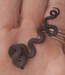 Diadophis punctatus similis