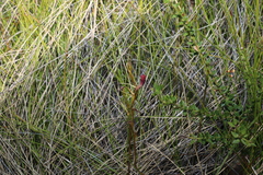 Cryptostylis hunteriana