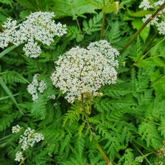 Chaerophyllum villarsii