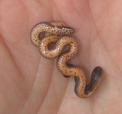 Diadophis punctatus similis