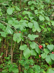Crataegus