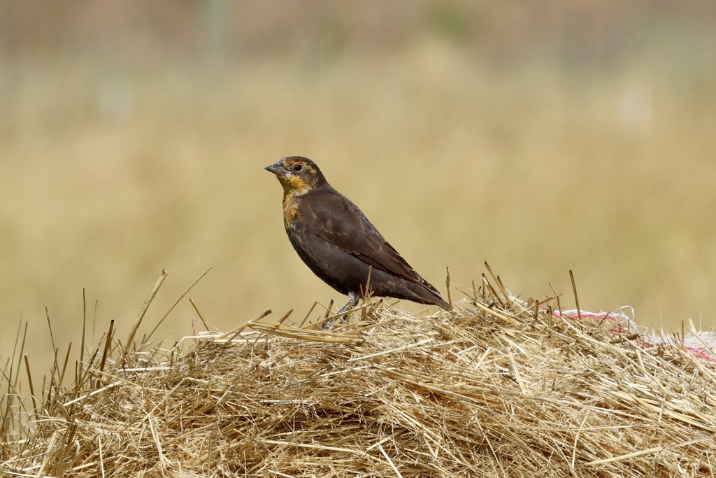 Yellowheaded Blackbird from McKinley, Kelowna, BC, Canada on September