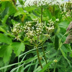 Chaerophyllum villarsii