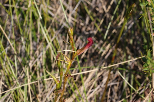 Image of Cryptostylis hunteriana by (c) Greg Tasney, some rights reserved (CC BY-SA)