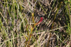 Cryptostylis hunteriana