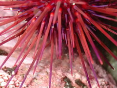 Mesocentrotus franciscanus