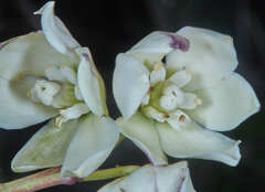 Yucca aloifolia