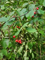 Crataegus