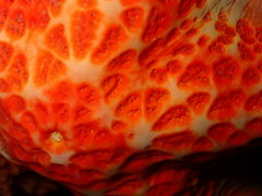 Dermasterias imbricata