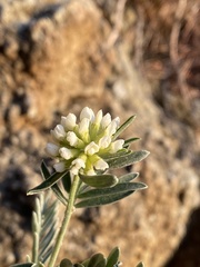 Anthyllis barba-jovis